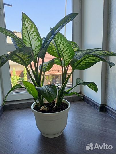 Диффенбахия