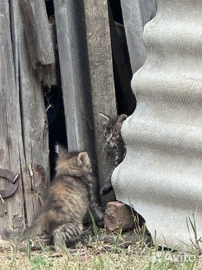 Котята в добрые руки даром