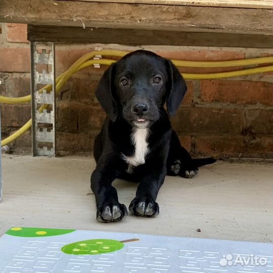 Метис лабрадора в добрые руки