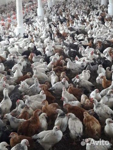 Подрощенные куры Домашние