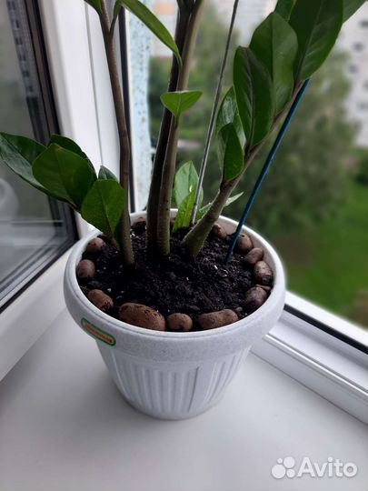 Замиокулькас