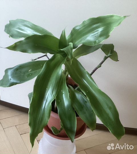 Растение Золотой ус