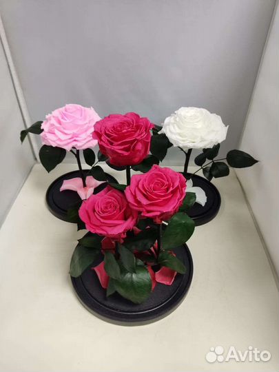 Подарок на новый год / Цветы оптом