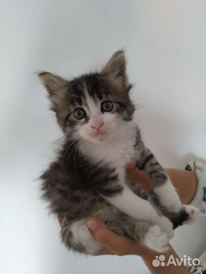 Котята мейн-кун метис