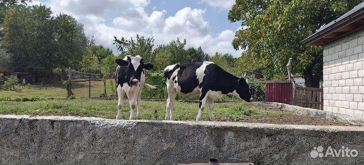Корова высокоудойная стельная