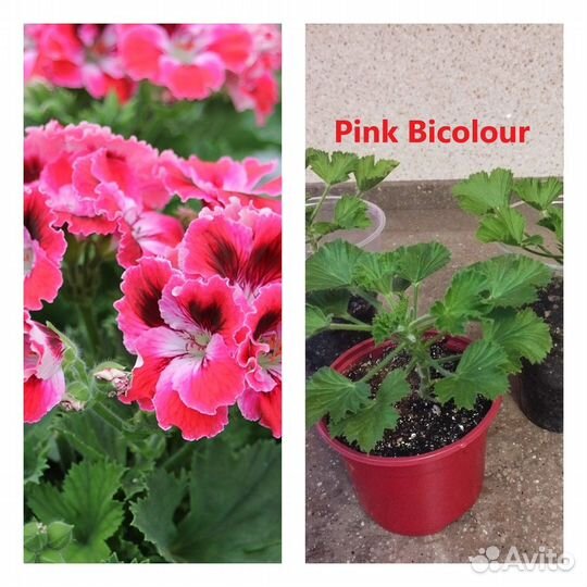 Пеларгония герань