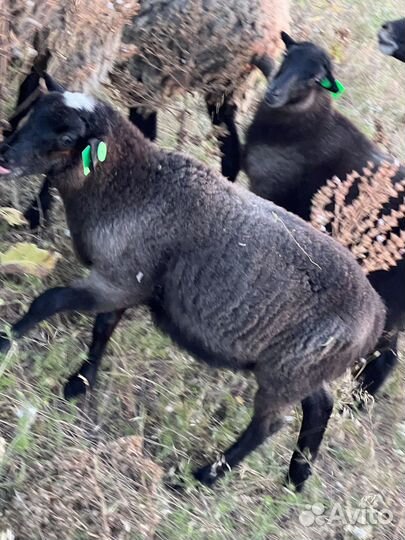 Племенной Баран романовской породы