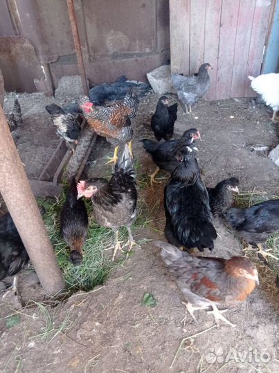 Молодых петушков