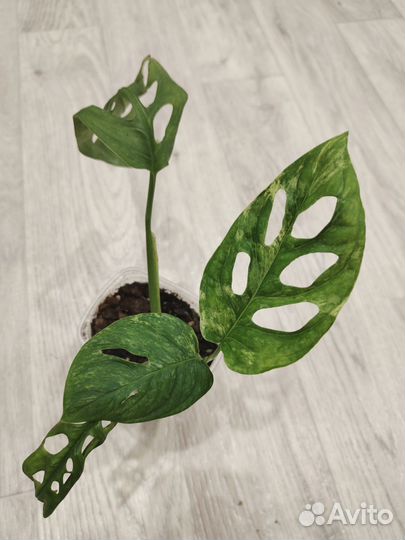 Монстера вариегатная Monstera Obliqua variegated