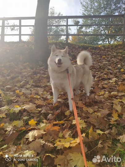 Сибирский хаски