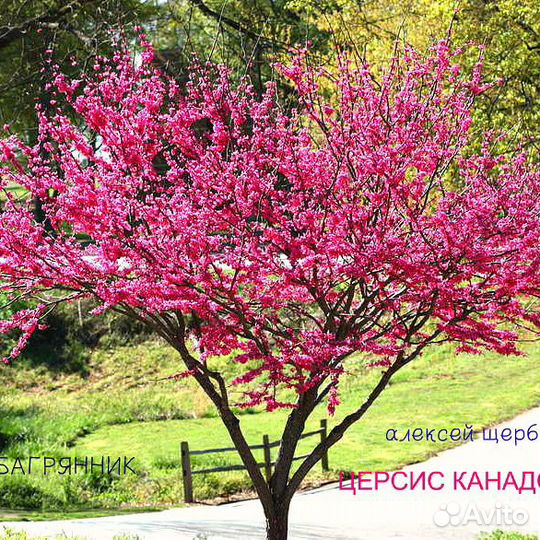 Саженцы глицинии и др.многолетние растения