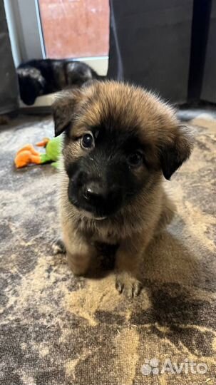 Маленькие щенки в добрые руки