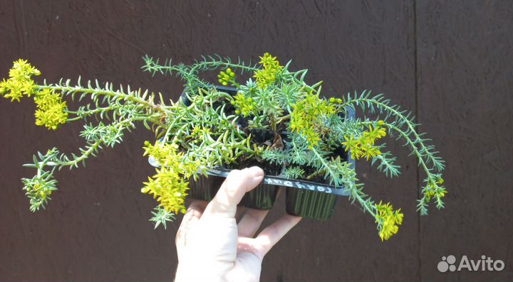 Очиток седум Блю форест и Ангелина