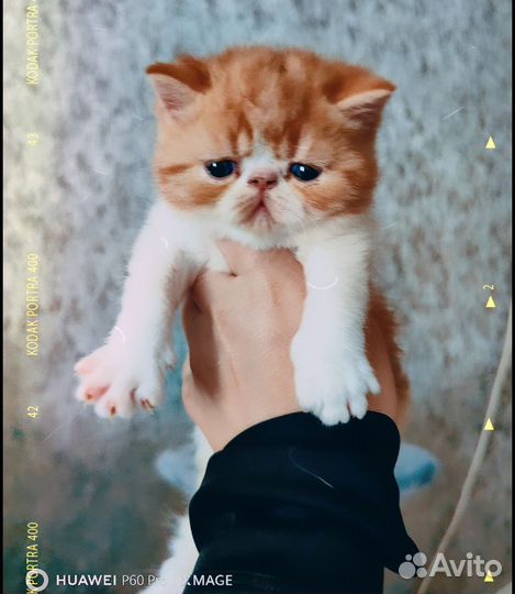 Экзотический котенок Редс