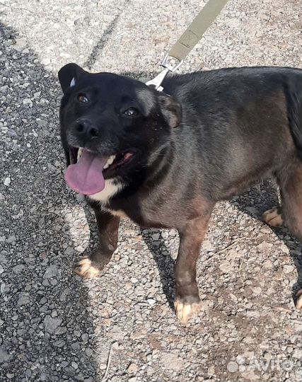 Собака в добрые руки