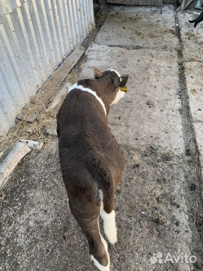 Телка и бык