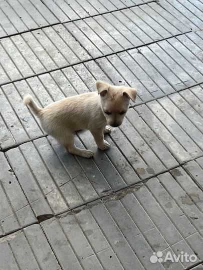 Щенок в добрые руки бесплатно маленькой породы