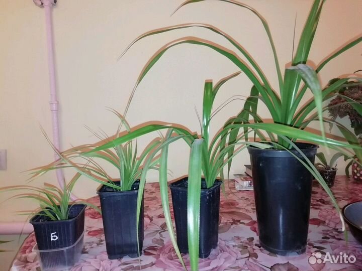 Пальма Панданус