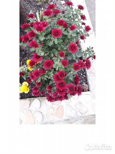 Ирис и хризантемы