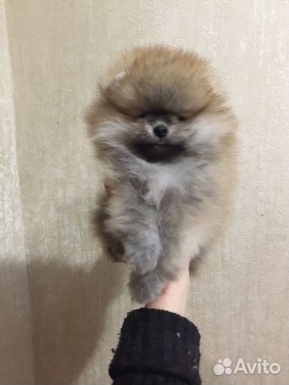Красотульки померанцы
