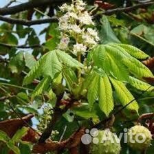 Саженцы каштана