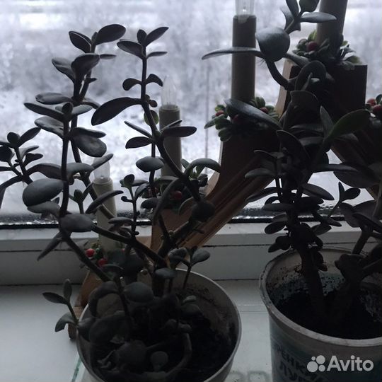 Комнатные цветы