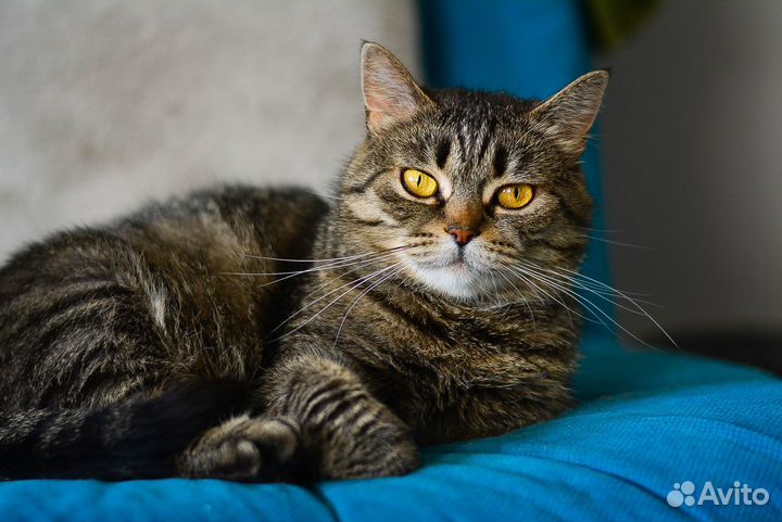 Кошка для охраны