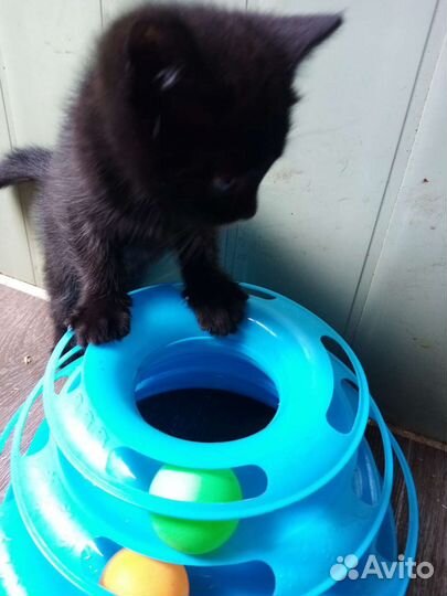 Кошка в дар бесплатно