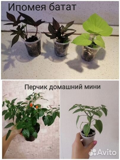 Пеларгонии