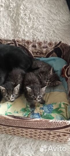 Отдам бесплатно