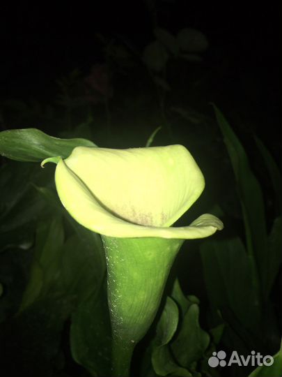 Калла Пикассо