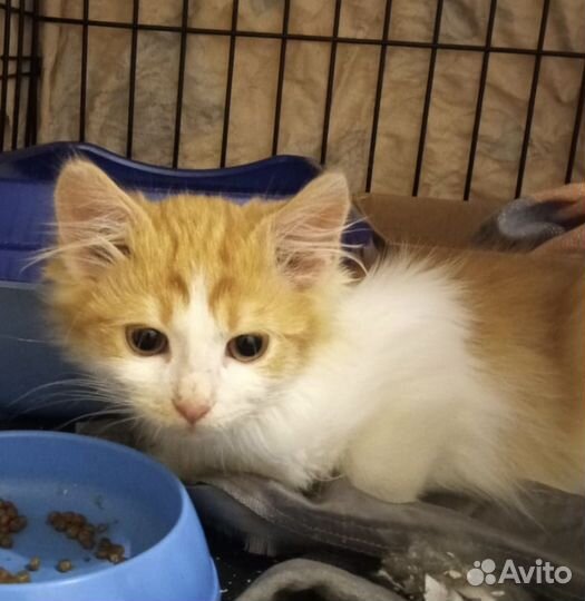 Персик- Пушок