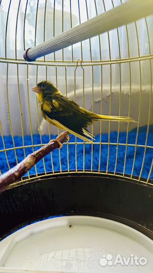 Кенар певчий