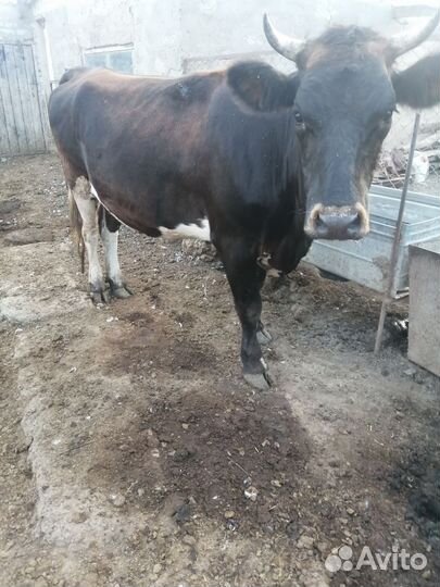 Коровы дойные молочные