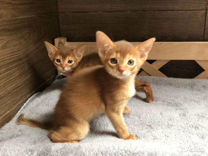Абиссинская кошка