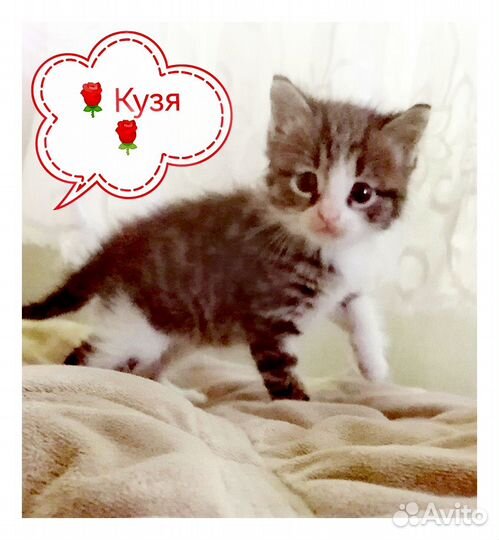 Котик 1 месяц