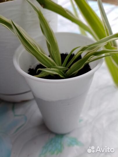 Хлорофитум