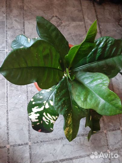 Комнатные растения