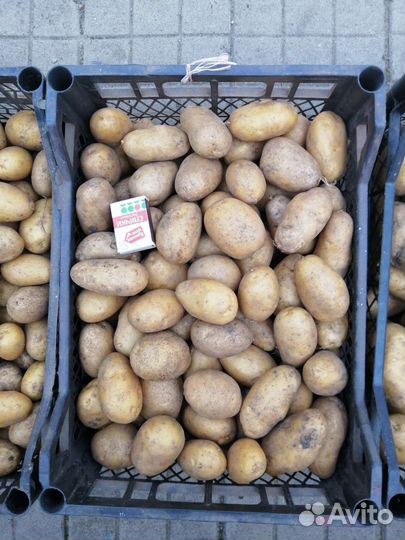 Картофель адретта продам