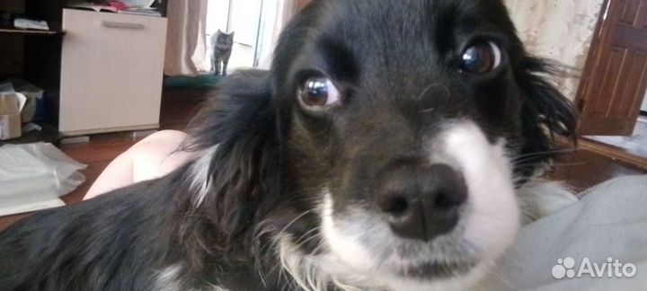 Собака в добрые руки