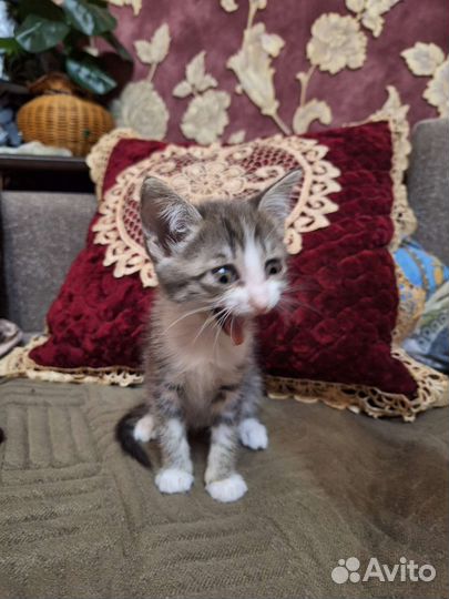 Котенок в добрые руки