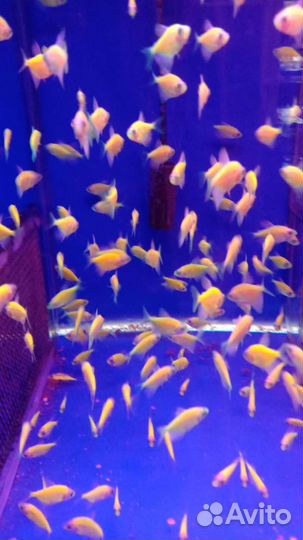 Аквариумные рыбки (любые виды в наличии)