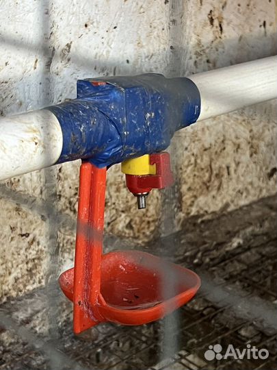 Клетки для бройлеров