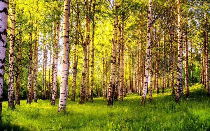 Участок 2 га (СНТ, ДНП)