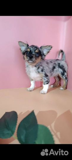 Чихуахуа девочка с искоркой