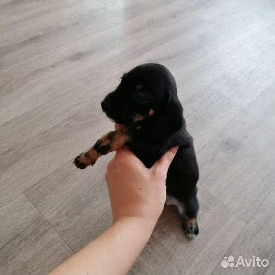 Щенки таксы