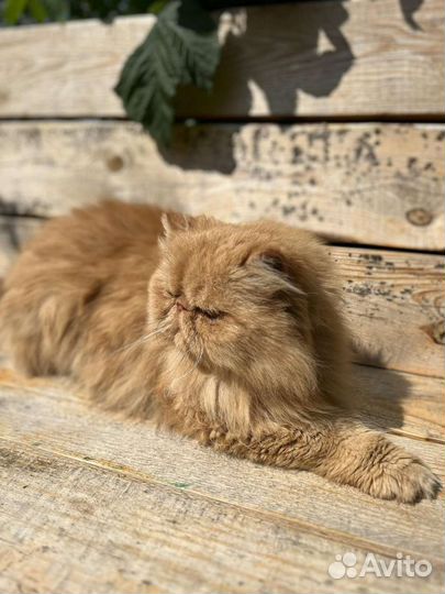 Персидский кот