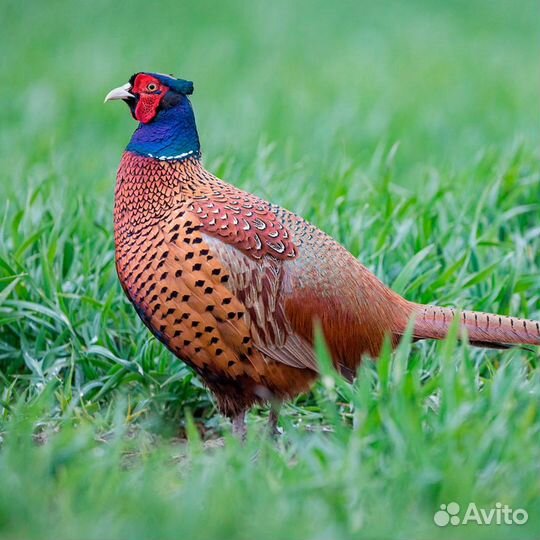 Фазан обыкновенный(живой)