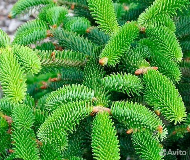 Пихта Майерс Дварф