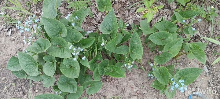 Бруннера многолетний почвопокровник саженцы обмен
